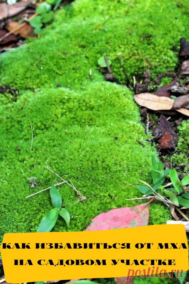 как избавиться от мха на садовом участке