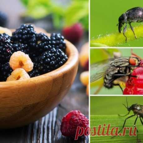 Вредители малины и ежевики – эффективные методы борьбы и профилактика