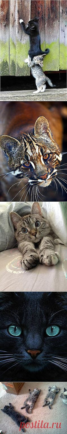 Cats & Other Cute Critters