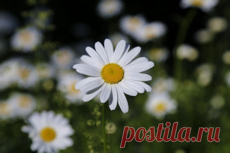 Фото Без названия. Альбом Ромашки - 9 фото. Фотографии Еленка Шестопалова.