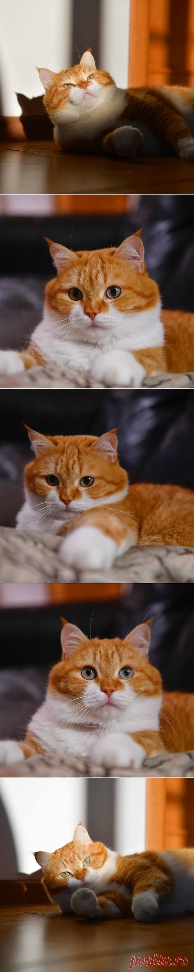 Зиму проще пережить, когда у тебя под боком солнечное рыжее плюшево