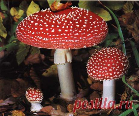 Красный мухомор - в помощь при острых и изнуряющих ревматоидных болях. | Народная медицина