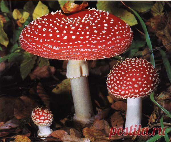 Красный мухомор - в помощь при острых и изнуряющих ревматоидных болях. | Народная медицина