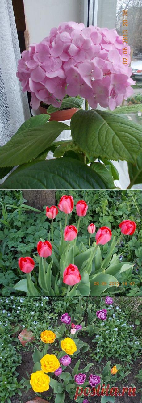 (+1) - Цветы(весенние) | САД НА ПОДОКОННИКЕ
