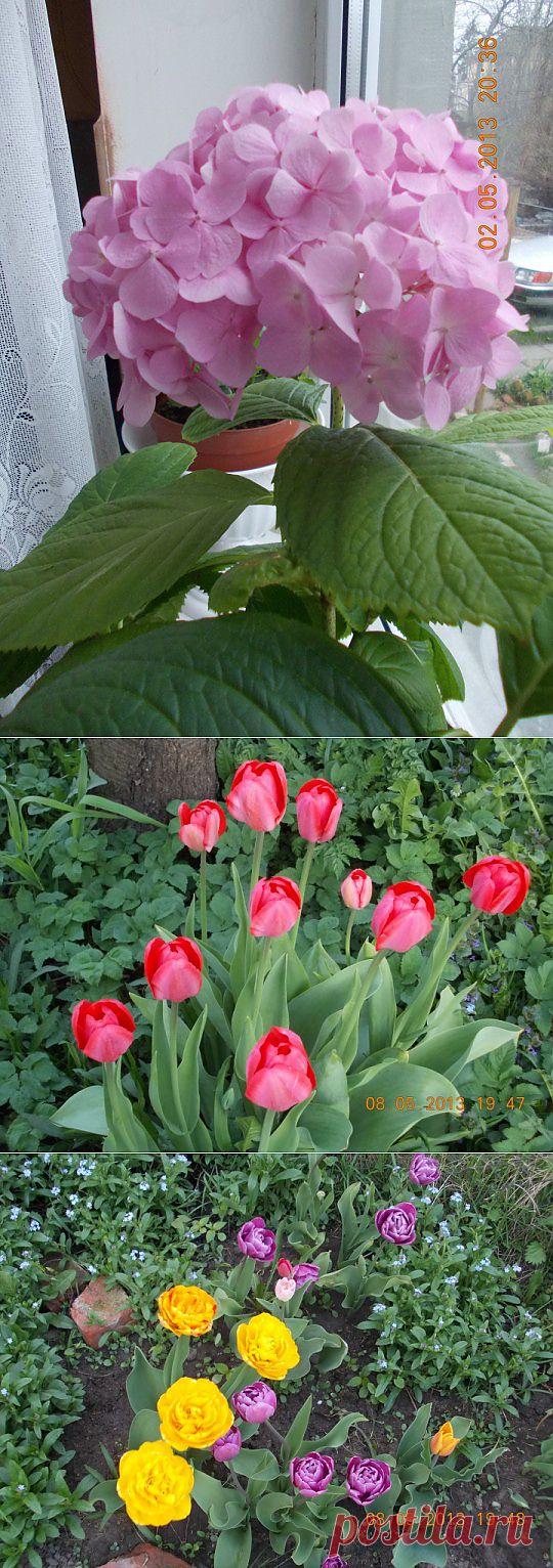 (+1) - Цветы(весенние) | САД НА ПОДОКОННИКЕ