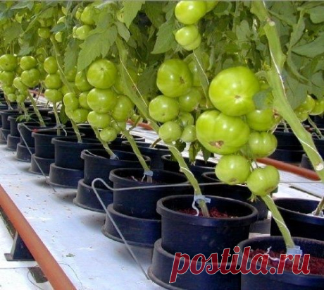 Томаты в ведрах