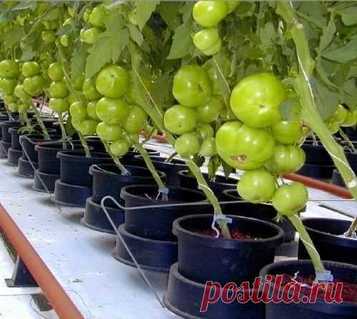 Томаты в ведрах