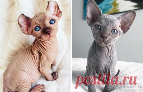 Кошки породы сфинкс и их милые котята!