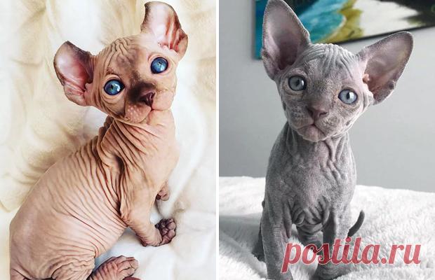 Кошки породы сфинкс и их милые котята!