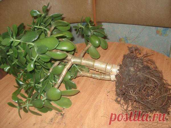 Чего боится денежное дерево, или как сохранить толстянку здоровой | Все о цветоводстве | Яндекс Дзен