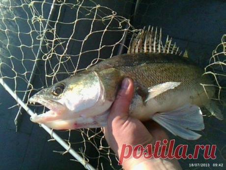 Зачем спиннингисту булавка | Охота и рыбалка