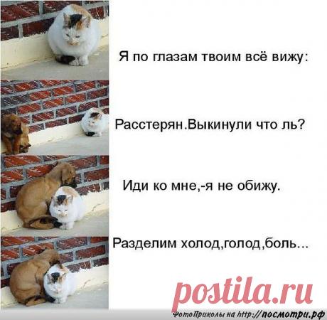 ДА,ЖИВОТНЫЕ ЗАЧАСТУЮ ЧЕЛОВЕЧНЕЕ