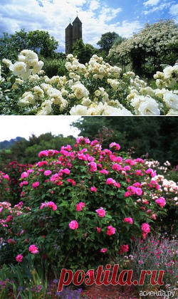 Обрезка и подвязка роз - метод Сиссингхерст: Группа Практикум садовода и огородника