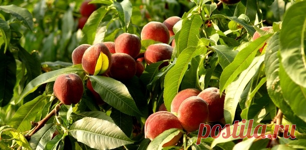 Как защитить персик от болезней?