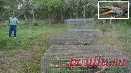 На этой ферме не выращивают зерновые - МирТесен