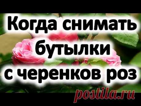 Розы из черенков. Когда снимать бутылки с черенков роз весной - YouTube