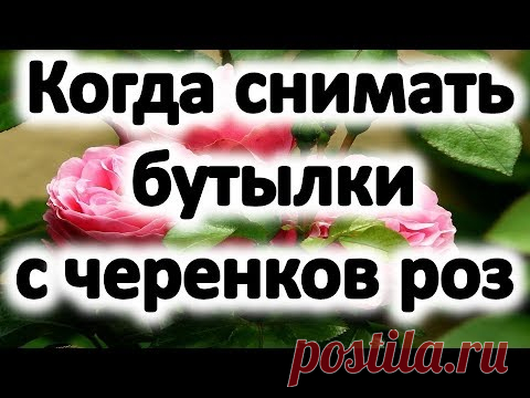 Розы из черенков. Когда снимать бутылки с черенков роз весной - YouTube