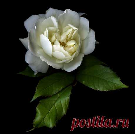 Цветы на чёрном фоне.