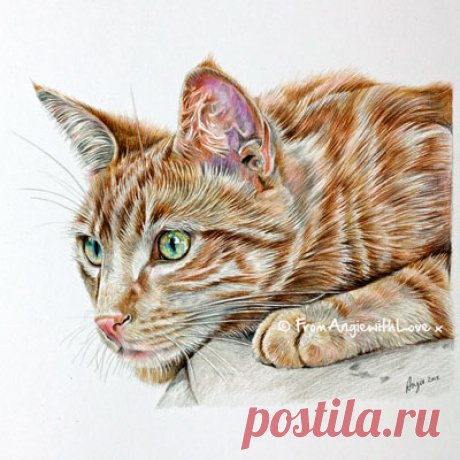 Кошачьи портреты карандашом