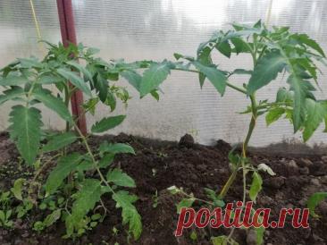 Зачем менять место для томатов каждый год: и что можно сажать на их старом. Если посадить их на том же месте, растения получают двойной удар — нехватку питания и риск заражения.