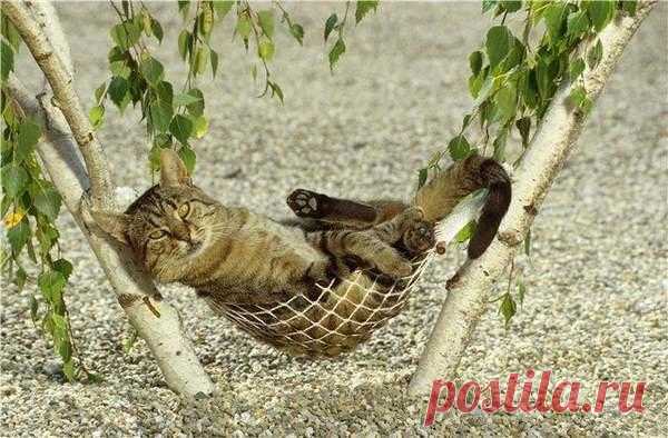 Нарыл случайно в инете | Чёрт побери Опять про котиков )) 28 марта. Вчера были гости. В прихожей собралось блестящее общество из самых разных зимних шапок. Успел познакомиться со всеми, с одной потанцевал, а парочку даже уговорил. 29 марта. Хозяева ели колбасу, а мне не дали. Гневно спал два часа. 31 марта. Вчера хотел раздёрнуть шторы, но в этот момент вошла хозяйка и оборвала шторы вместе со мной. Я долго бегал от неё, а потом устал, лёг на залитом солнцем полу и умывалс...