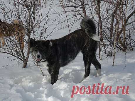 Акита Ину, Ицуми Гай Я-Я  (окрас тигровый)