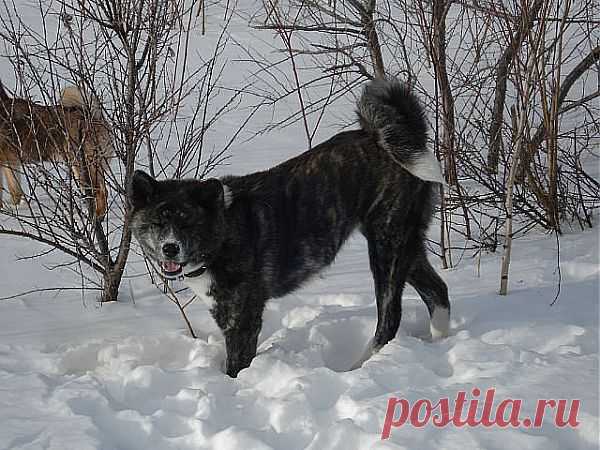 Акита Ину, Ицуми Гай Я-Я  (окрас тигровый)