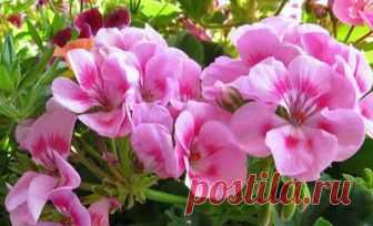 Как ухаживать за геранью в горшке в домашних условиях Не слишком требовательна к уходу, цветущая по несколько месяцев подряд и такая яркая — пеларгония или герань комнатная. Это растение насчитывает около 400 видов, а его родиной является Южная Африка. Т...
