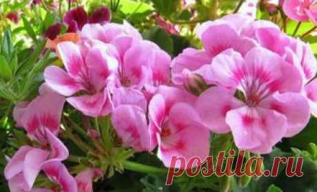 Как ухаживать за геранью в горшке в домашних условиях Не слишком требовательна к уходу, цветущая по несколько месяцев подряд и такая яркая — пеларгония или герань комнатная. Это растение насчитывает около 400 видов, а его родиной является Южная Африка. Т...