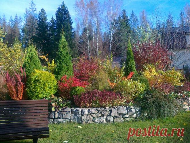 Красивые и неприхотливые быстрорастущие кустарники и деревья для дачи Если нужно быстро украсить или оградить садовый участок – идеальным решением будут быстрорастущие кустарники и деревья для дачи. Как подобрать и вырастить их – рекомендации от профессионалов