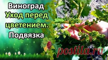 ВИНОГРАД. УХОД ПЕРЕД ЦВЕТЕНИЕМ! ПОДВЯЗКА, ПАСЫНКОВАНИЕ, ОБРАБОТКА.