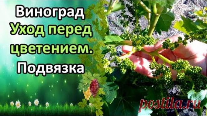 ВИНОГРАД. УХОД ПЕРЕД ЦВЕТЕНИЕМ! ПОДВЯЗКА, ПАСЫНКОВАНИЕ, ОБРАБОТКА.