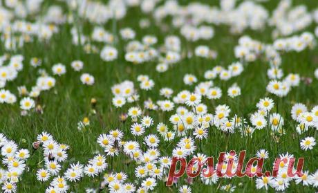 Полевые цветы фото Rainer Fritz