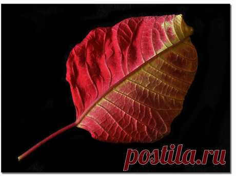 Poinsettia Leaf Underside | I saw this leaf resting bottom s… | Flickr