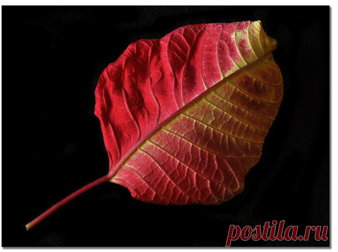 Poinsettia Leaf Underside | I saw this leaf resting bottom s… | Flickr