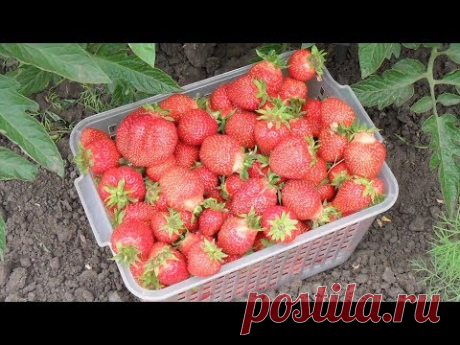 Как я выращиваю клубнику (садовую землянику).