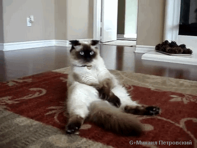 Шотландская вислоухая кошка Китти - Scottish Fold Kitty