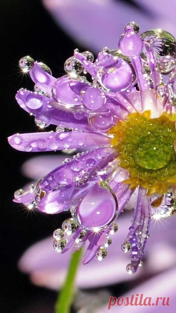 (345) Pinterest