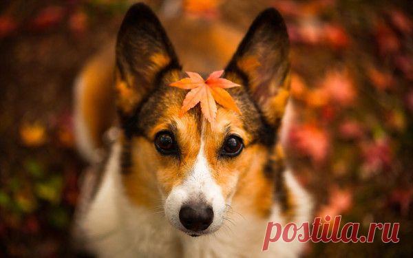 1 номинация на конкурс: "Моя Сказочная Осень"-голосуем в постике | КРАСИВЫЕ КАРТИНКИ. ВИДЕО. МИР, В КОТОРОМ МЫ ЖИВЕМ! | Группы Мой Мир