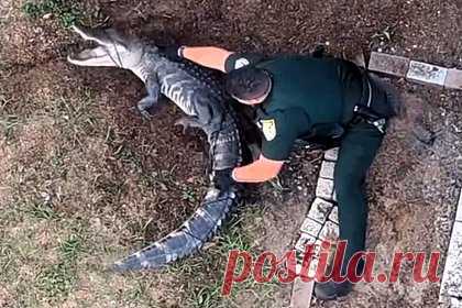 Схватка сотрудника полиции с крупным аллигатором попала на видео
