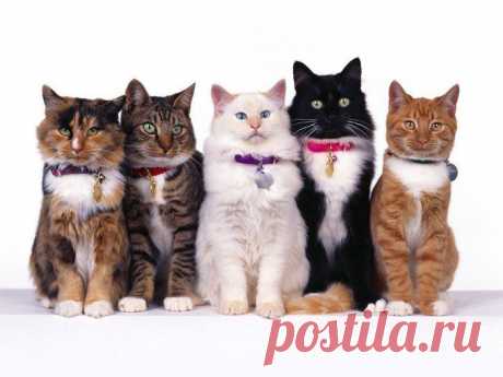 Ну, что хотели? | KotoMail.ru