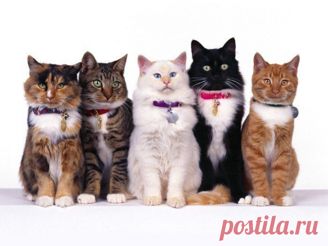Ну, что хотели? | KotoMail.ru