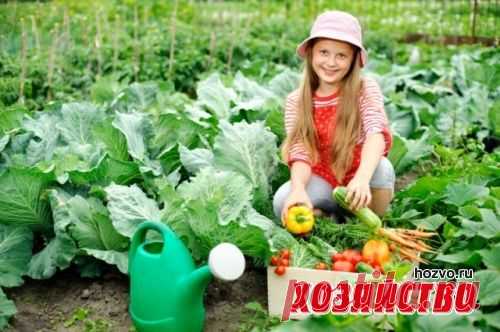 Что посадить в июле