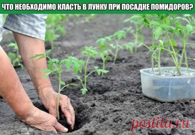ЧТО НУЖНО КЛАСТЬ В ЛУНКУ ПРИ ПОСАДКЕ ПОМИДОРОВ? 
 
Перекопка почвы позволит насыть ее кислородом и уничтожить многих вредителей. Какими же удобрениями следует подкормить грунт? 
 
Внесение фосфорных и калийных удобрений при подготовке почвы для помидор просто необходимо. 
 
В них нуждается любой состав грунта. Раскидать удобрения поверх земли, затем заняться перекопкой. Если земля кислая, произвести известкование.Также почве требуются органические удобрения и азот, который...