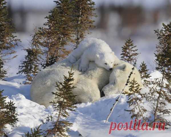 Животные в зимнем лесу.