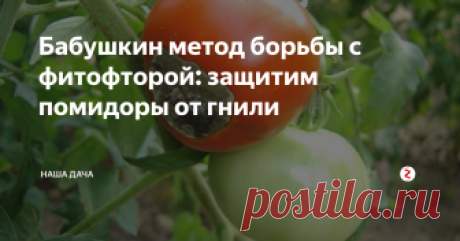 Бабушкин метод борьбы с фитофторой: защитим помидоры от гнили  Года два назад мы не съели ни одной помидорины с нашего огорода – лето выдалось дождливым, а теплицы у нас тогда еще не было. Помидоры буквально «сгорели» за каких-то пару суток, от ста кустов, которые папа щедро насадил весной, не осталось ничего. Кусты зловеще чернели на делянке, да и зеленые завязавшиеся плоды, не успев набрать вес, также почернели. Без слез было не взглянуть.
