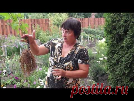 Клематис,как размножить делением куста.Размножаем клематис делением корней.