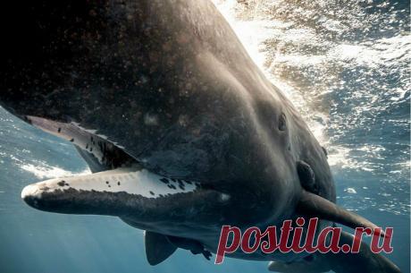 Невероятный фридайвинг в дикой природе • НОВОСТИ В ФОТОГРАФИЯХ  Кит у Майотты.