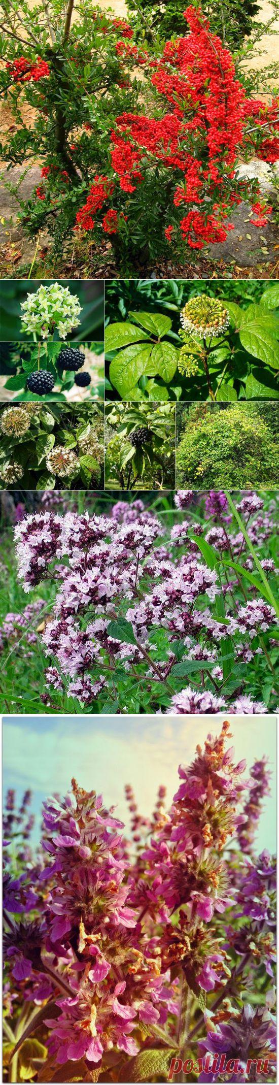 Новости интеллектуального развития: Cа мые ценные лекарственный травы