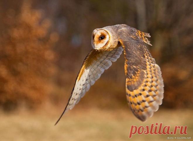 Амбарный сыч (разновидность сов) в полете и во всей красе